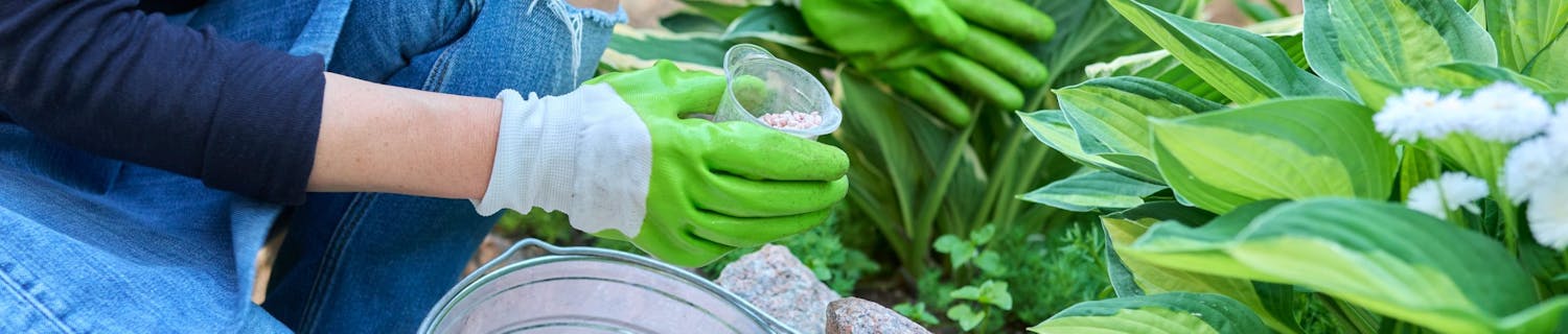 Perennapenkin lannoitus Perennapenkin lannoitus